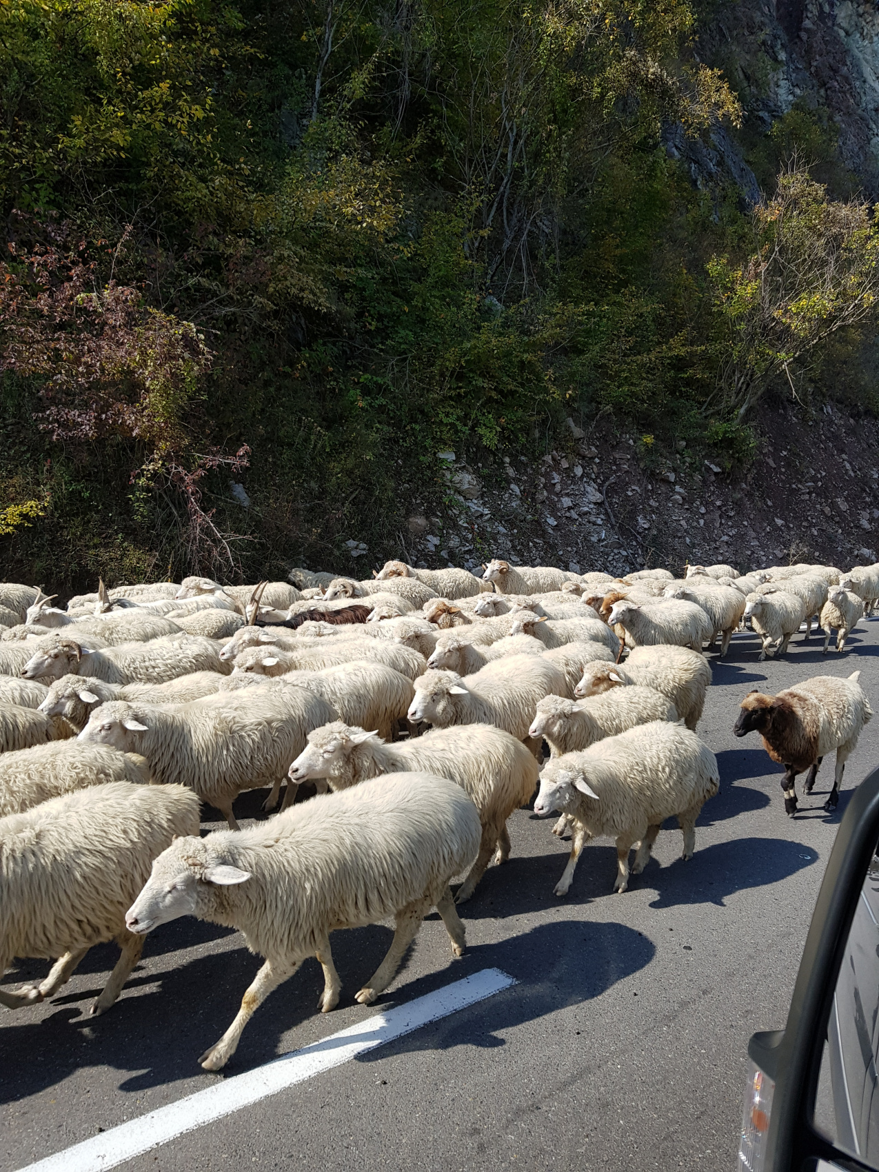Ртвели  праздник урожая в Грузии. Осенний тематический тур (29/100)