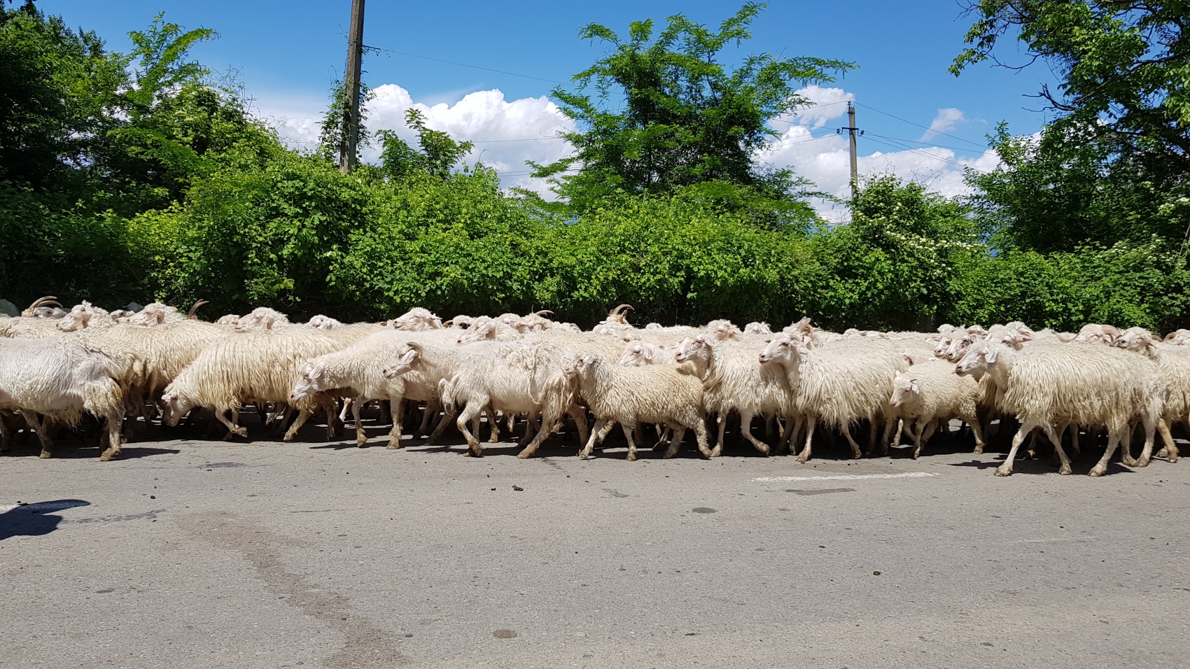 Ртвели  праздник урожая в Грузии. Осенний тематический тур (11/100)