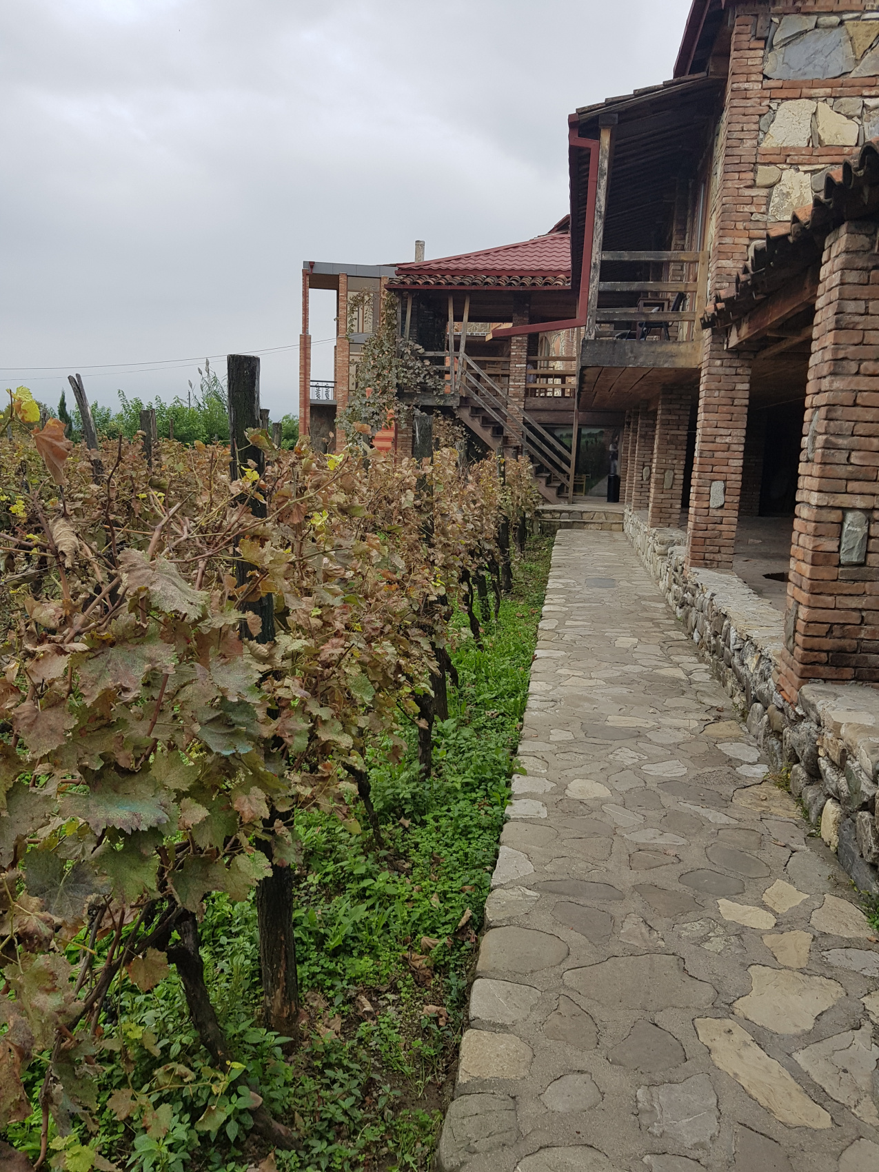 Ртвели  праздник урожая в Грузии. Осенний тематический тур (28/100)