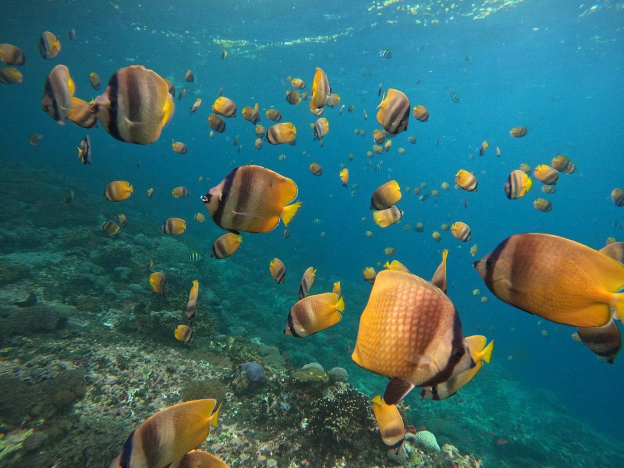 Бали под ключ: вулкан Иджен и острова, комфорт и приключения (10/56)