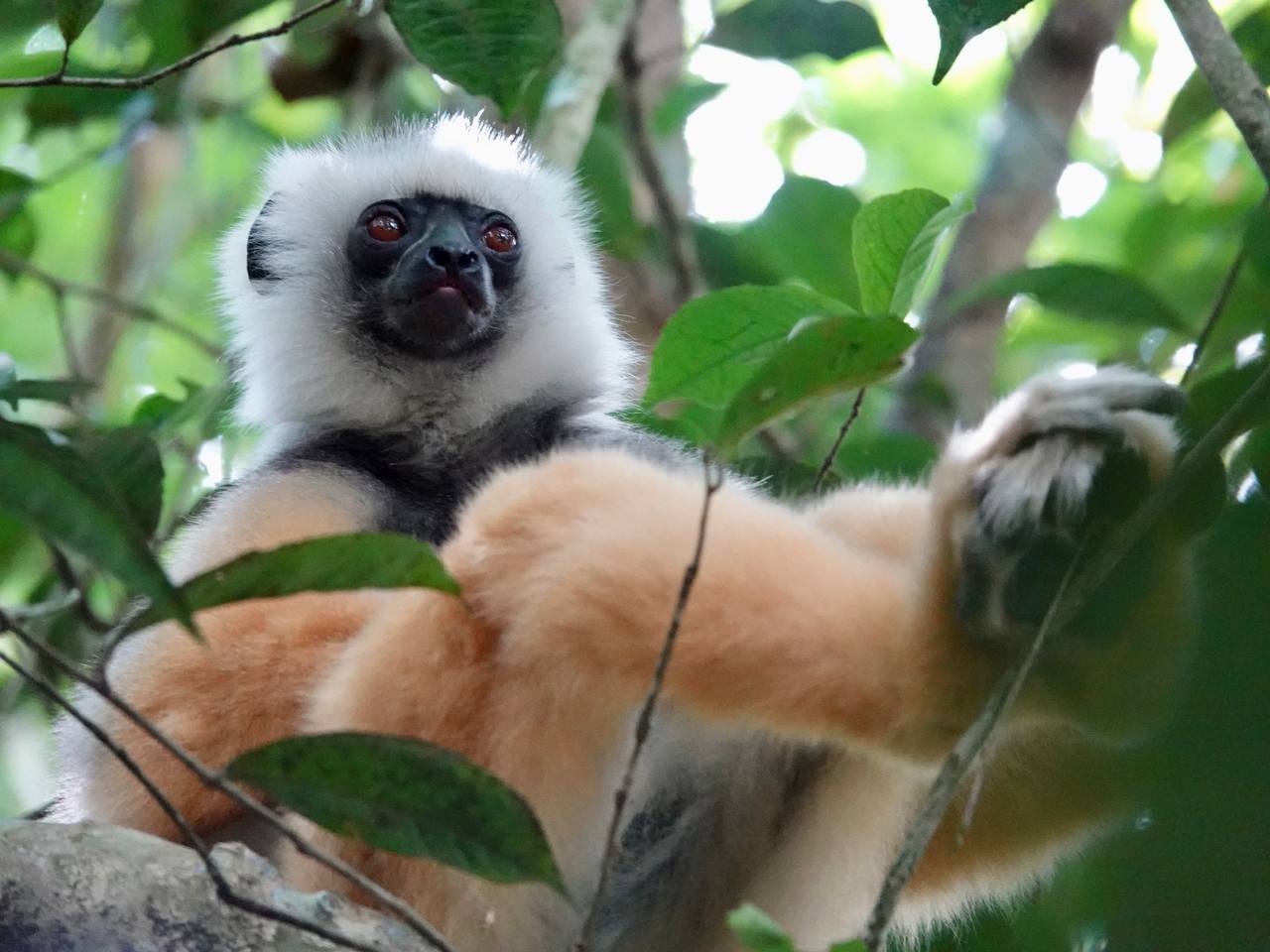 Мадагаскар. Маврикий (2/32)