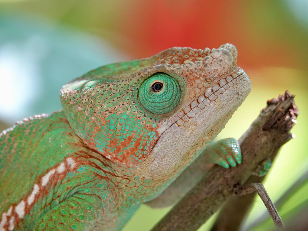 Мадагаскар. Маврикий (6/32)