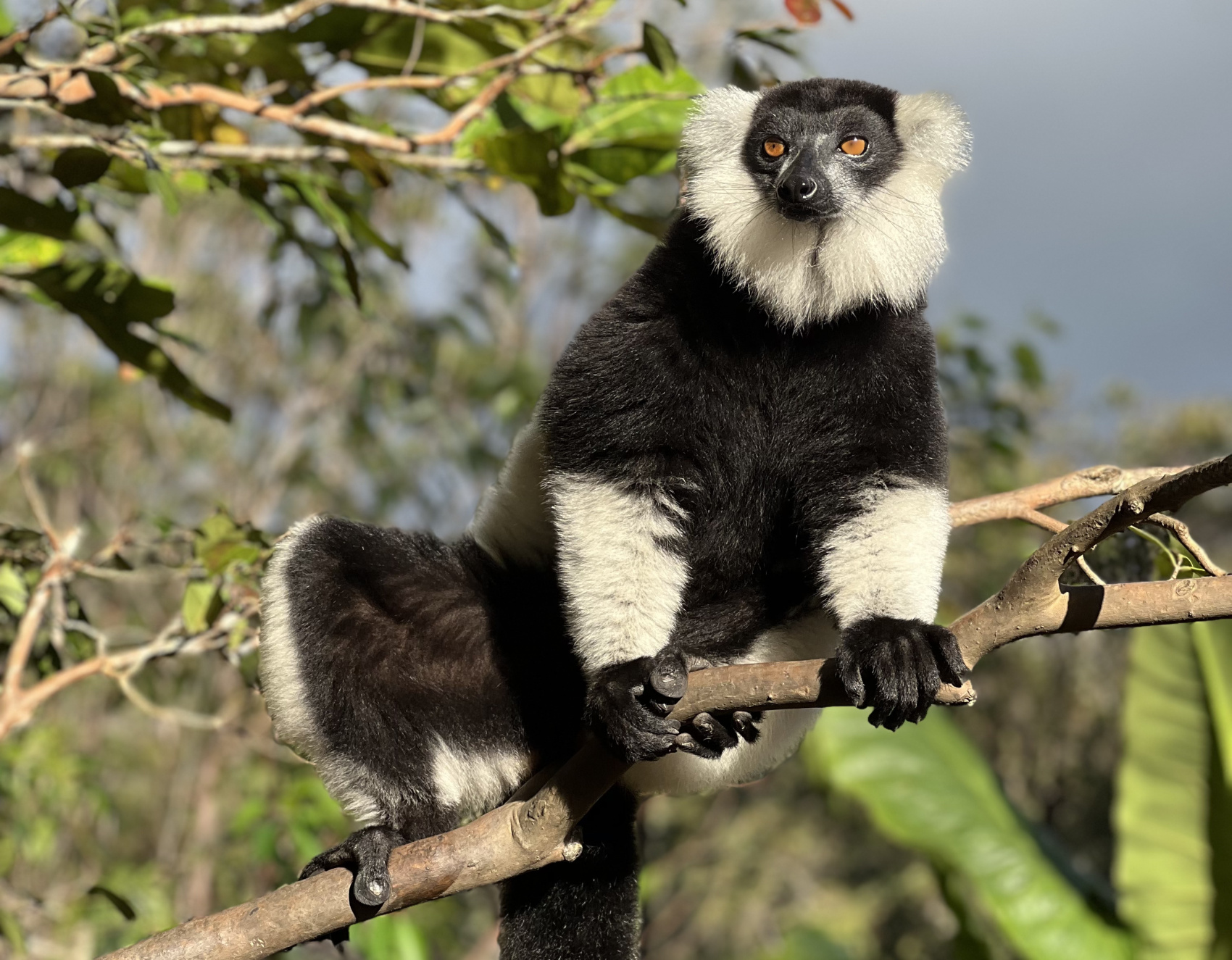 Мадагаскар. Маврикий (10/32)