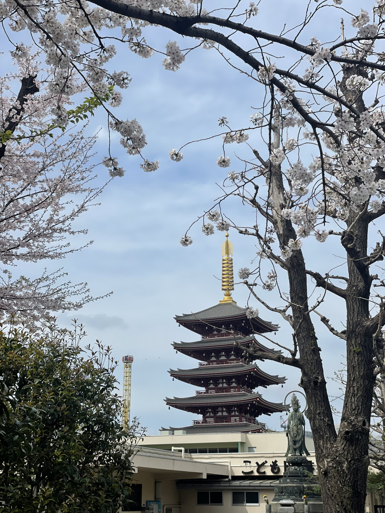 Чарующая Япония. Цветение сакуры (9/21)