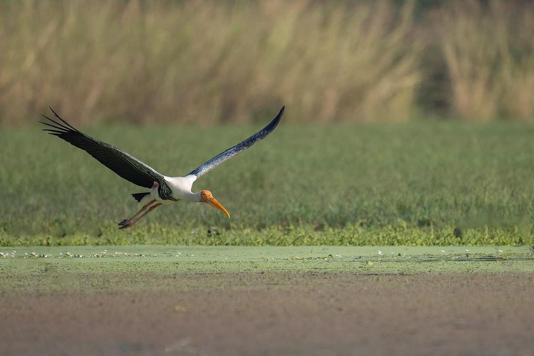 Жемчужина Африки: ваше Сафари в Серенгети, Большая пятёрка и океан Занзибара (11/47)