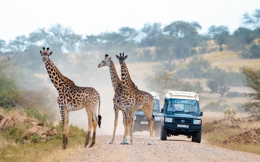 Жемчужина Африки: ваше Сафари в Серенгети, Большая пятёрка и океан Занзибара (17/47)
