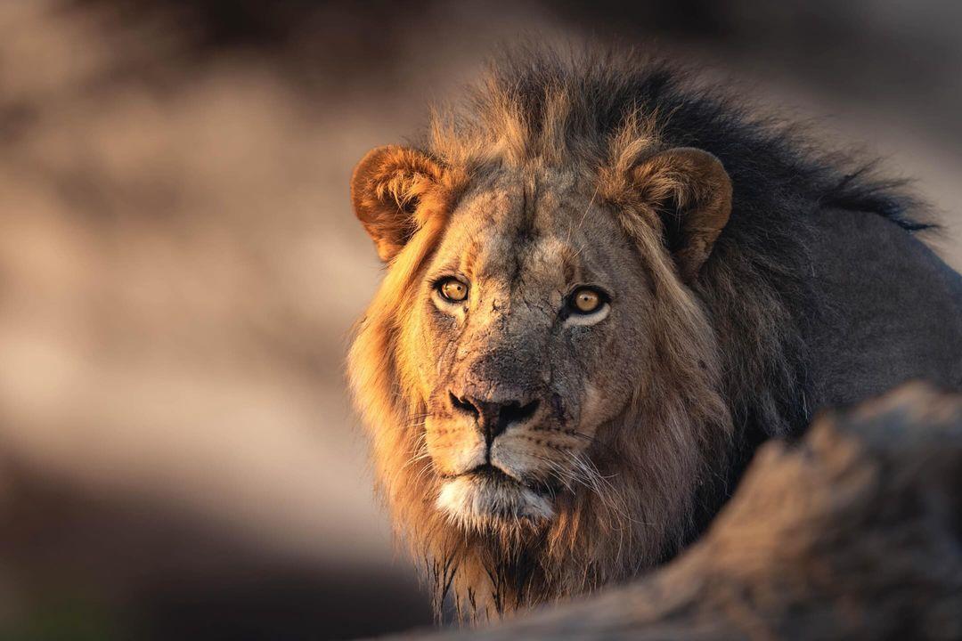 Жемчужина Африки: ваше Сафари в Серенгети, Большая пятёрка и океан Занзибара (8/47)