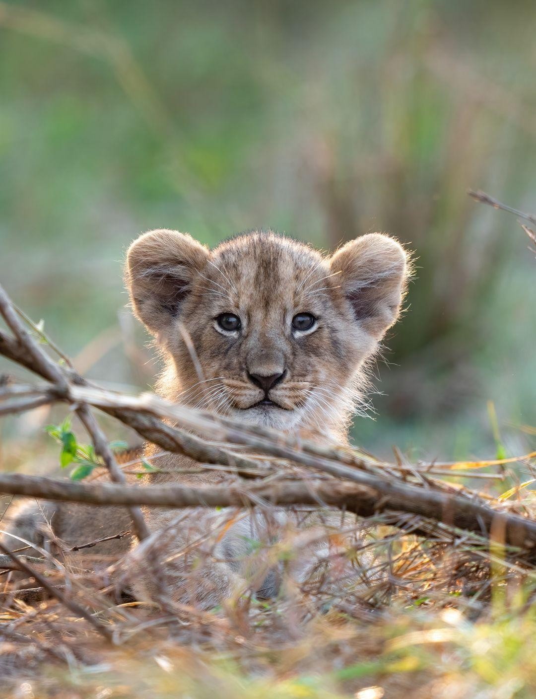 Жемчужина Африки: ваше Сафари в Серенгети, Большая пятёрка и океан Занзибара (4/47)