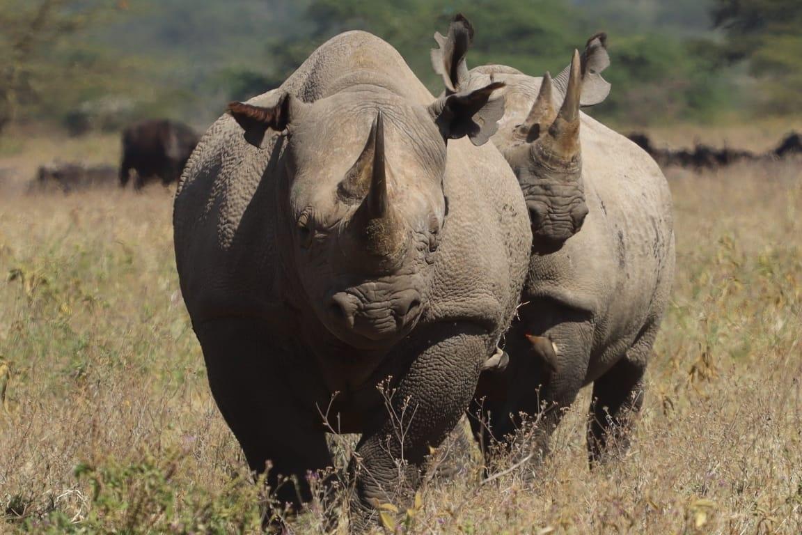 Жемчужина Африки: ваше Сафари в Серенгети, Большая пятёрка и океан Занзибара (5/47)