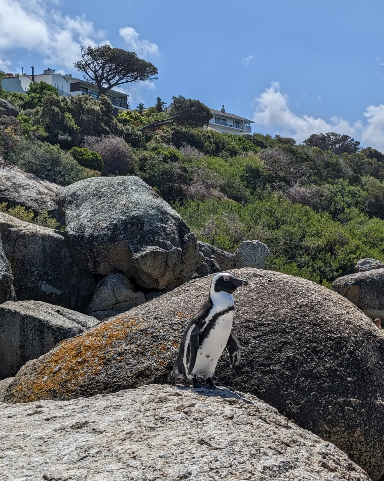 Южная Африка. Киты. Пингвины (19/38)