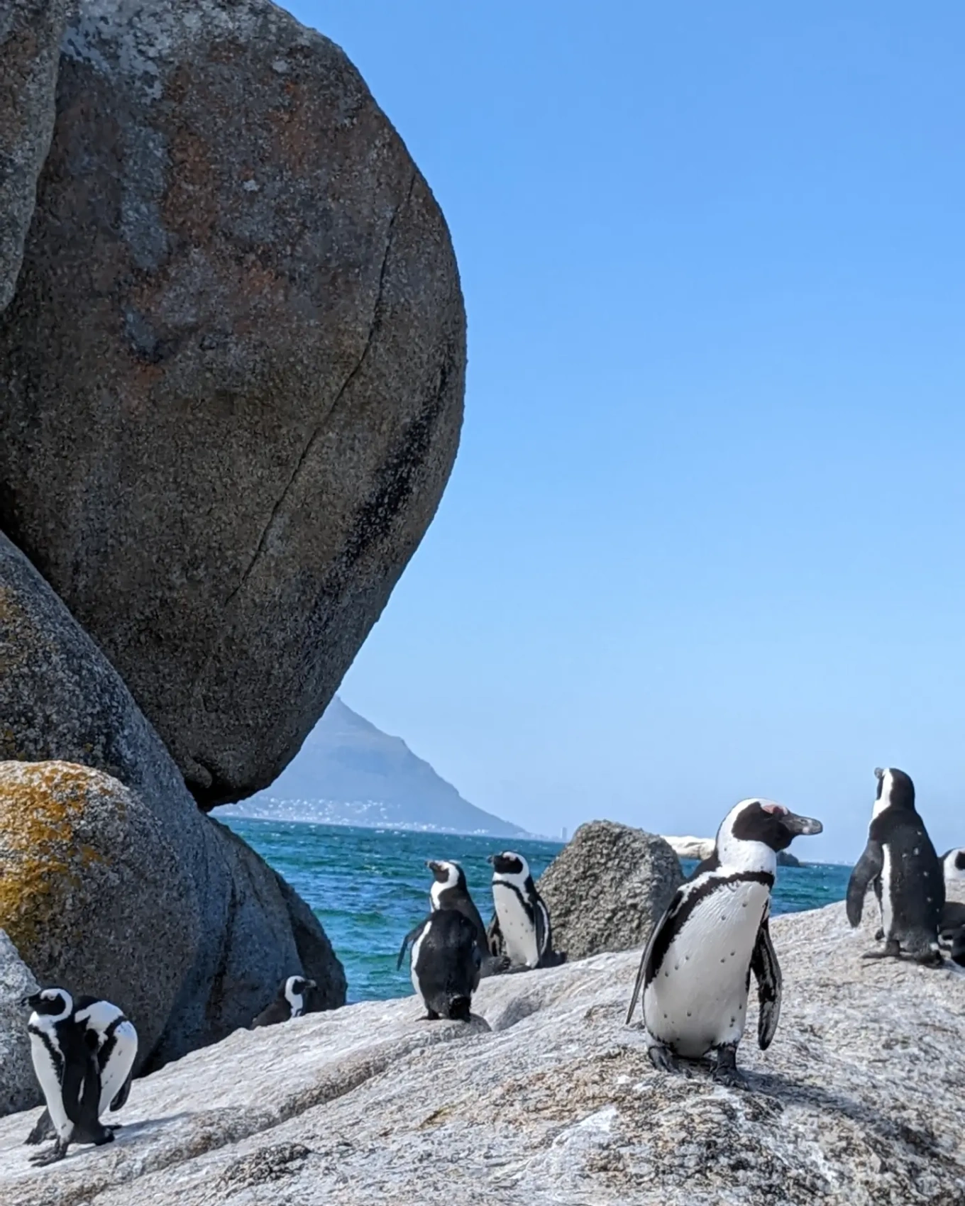 Южная Африка. Киты. Пингвины (17/38)
