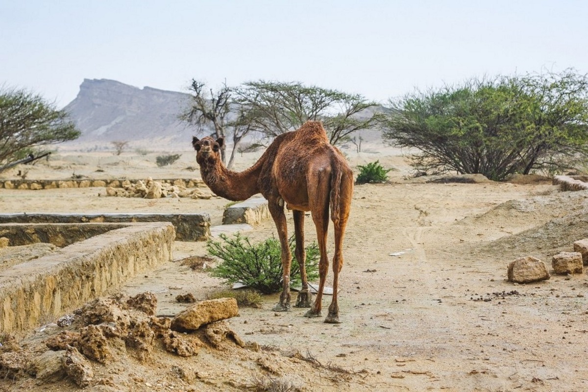 ТЕГЕРАН, пляжи БУШИРА и острова ПЕРСИДСКОГО залива (21/58)