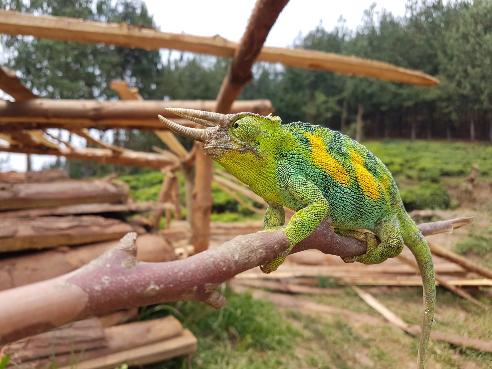 Одна удивительная африканская неделя  (10/11)