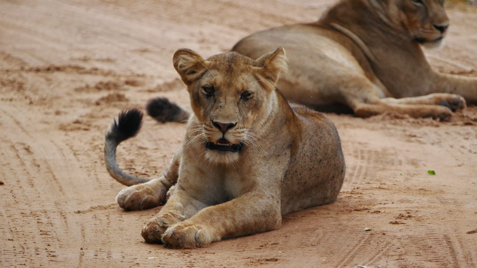 Одна удивительная африканская неделя  (8/11)