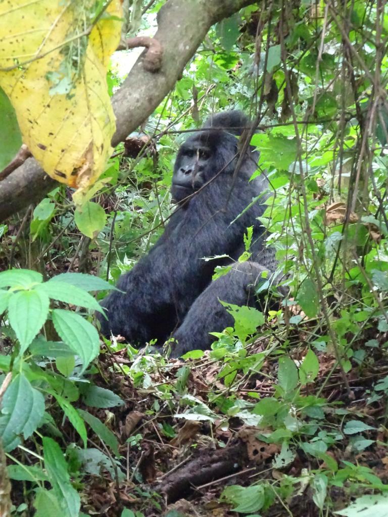 3 ДНЯ — СПЕЦИАЛЬНОЕ ПРЕДЛОЖЕНИЕ ДЛЯ ГОРИЛЛ (10/16)