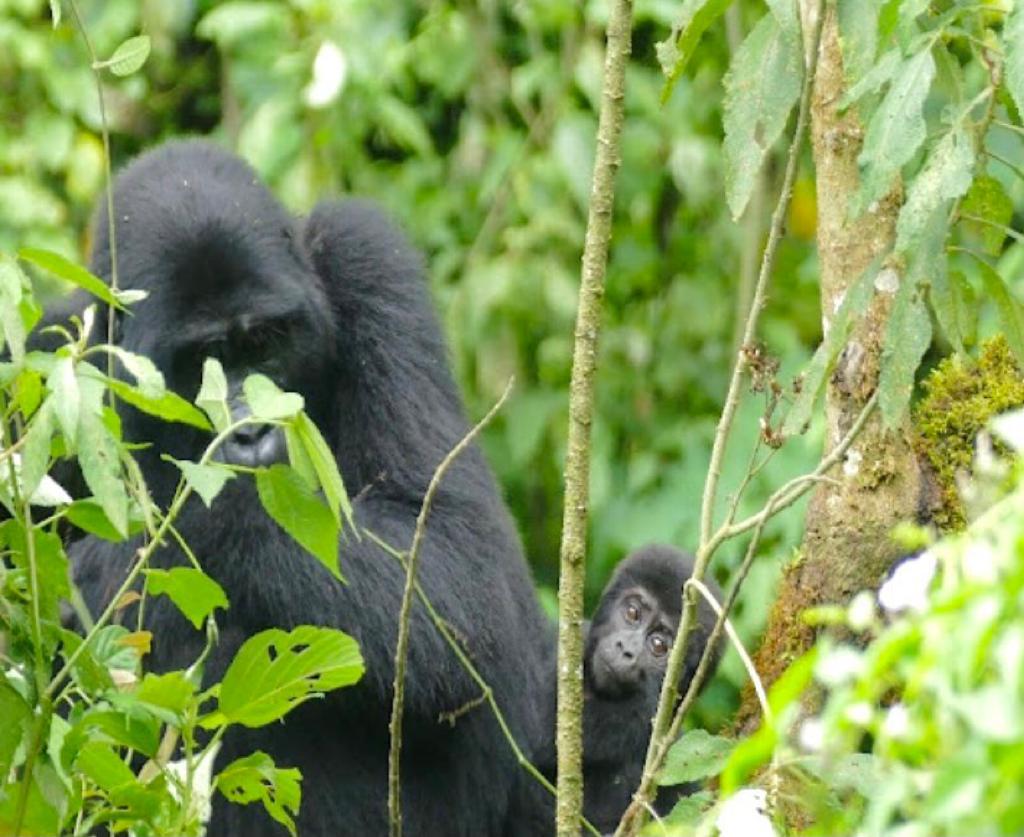 3 ДНЯ — СПЕЦИАЛЬНОЕ ПРЕДЛОЖЕНИЕ ДЛЯ ГОРИЛЛ (2/16)