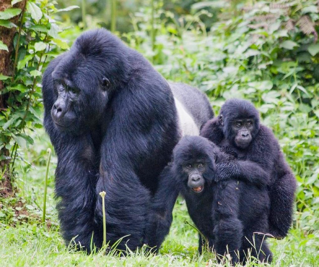 3 ДНЯ — СПЕЦИАЛЬНОЕ ПРЕДЛОЖЕНИЕ ДЛЯ ГОРИЛЛ (3/16)