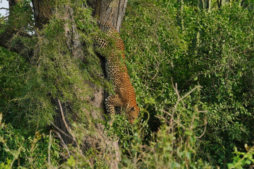 3 ДНЯ — РОСКОШЬ ВОДОПАДА МЕРЧИСОН (3/7)