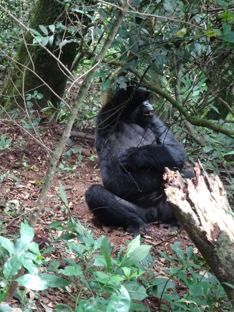 3 ДНЯ — ОСОБАЯ РОСКОШЬ ГОРИЛЛЫ (7/7)