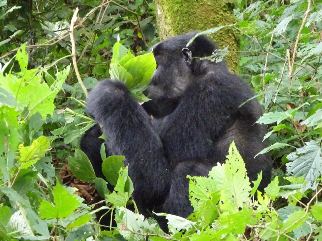 3 ДНЯ — ОСОБАЯ РОСКОШЬ ГОРИЛЛЫ (3/7)