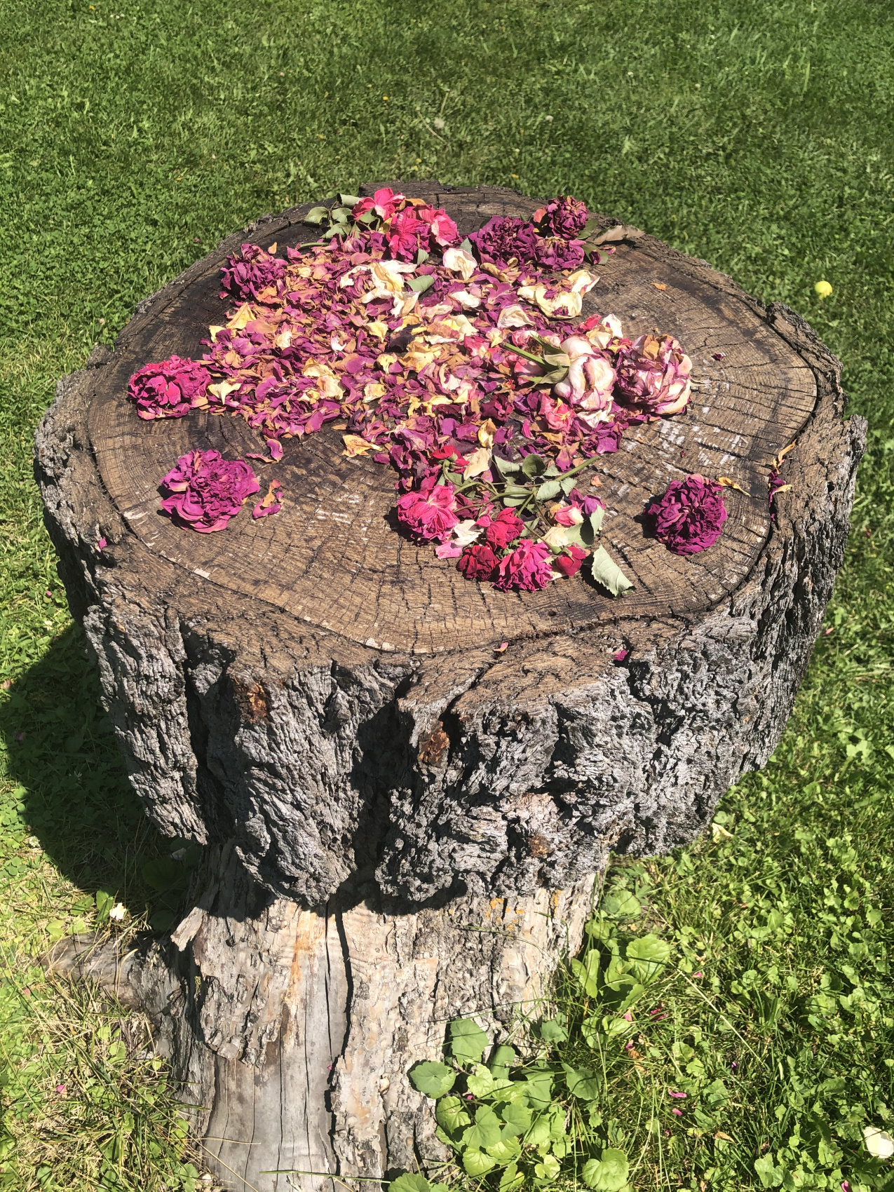 Ты Любовь - Алтайское Путешествие Со Смыслом (20/142)