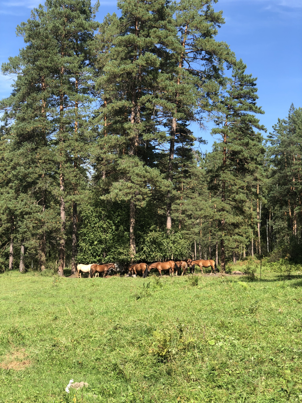 Ты Любовь - Алтайское Путешествие Со Смыслом (19/142)