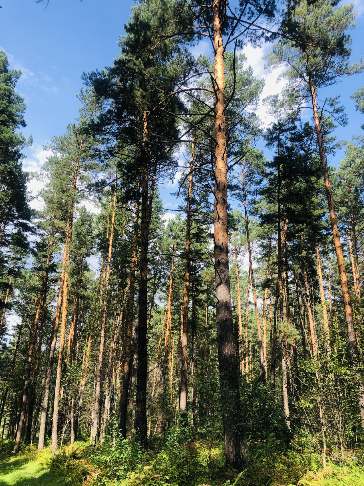 Ты Любовь - Алтайское Путешествие Со Смыслом (70/142)