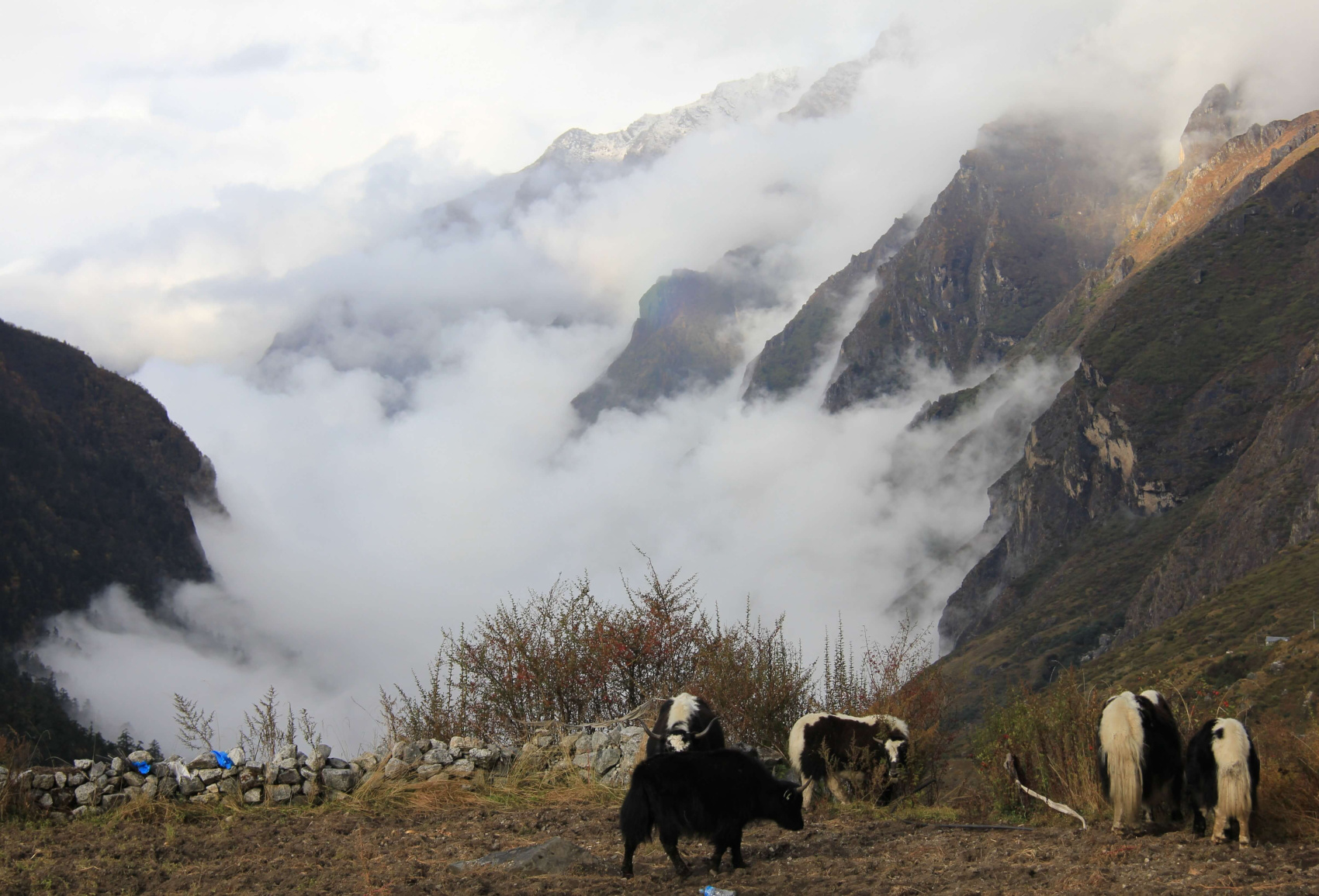 Трек Лангтанг. Тропами Рериха. (6/61)