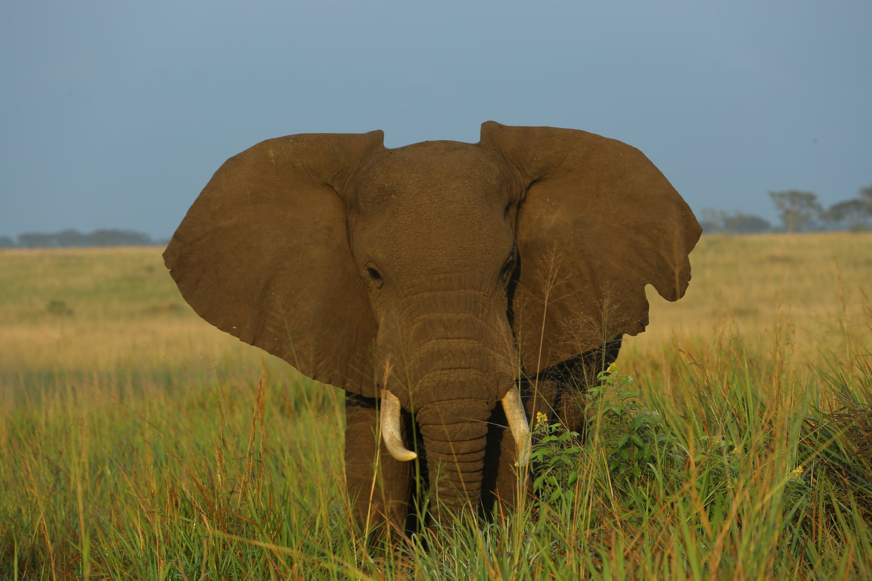 10 ДНЕЙ — ИДЕАЛЬНОЕ САФАРИ В УГАНДЕ (4/12)