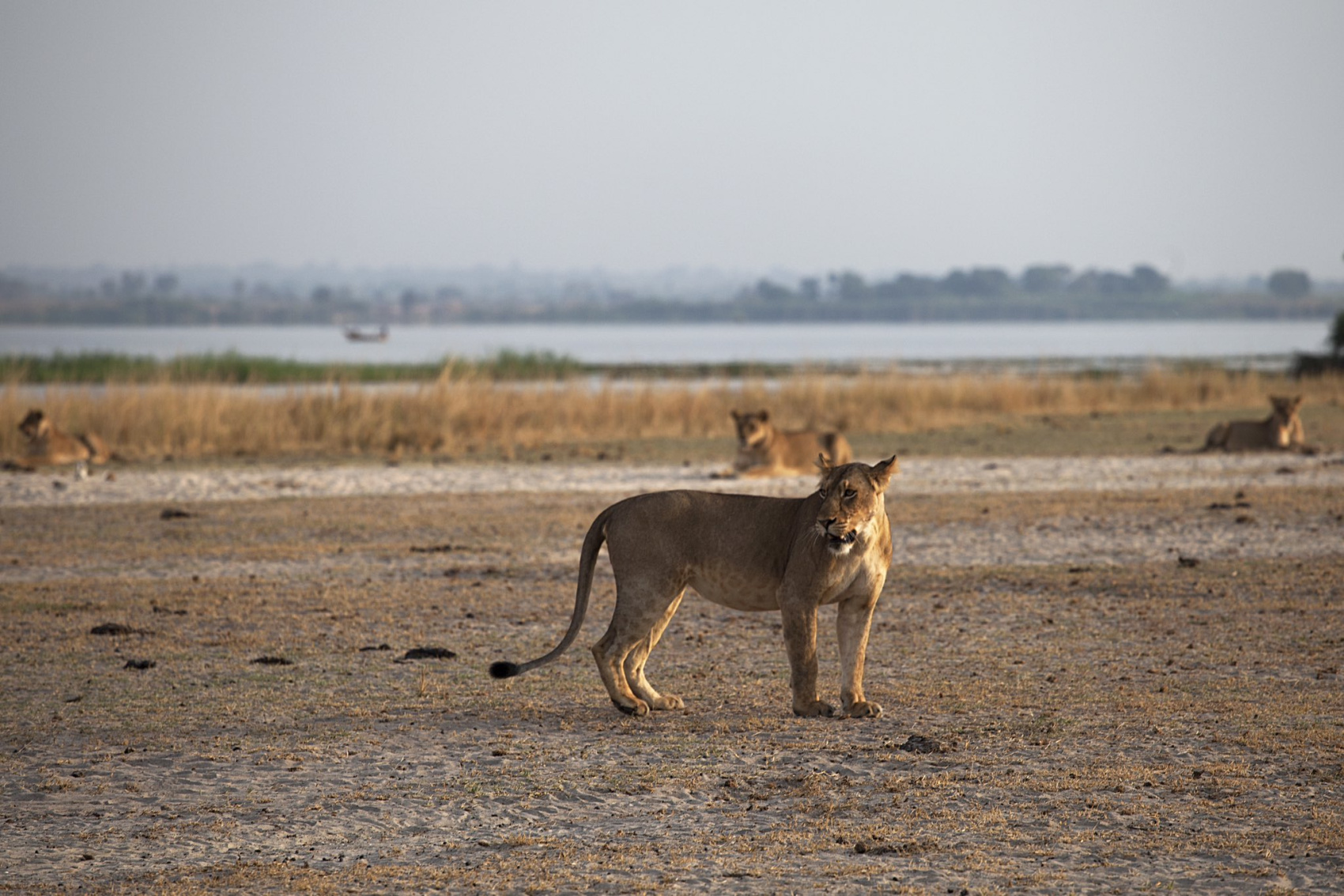 10 ДНЕЙ — ИДЕАЛЬНОЕ САФАРИ В УГАНДЕ (3/12)