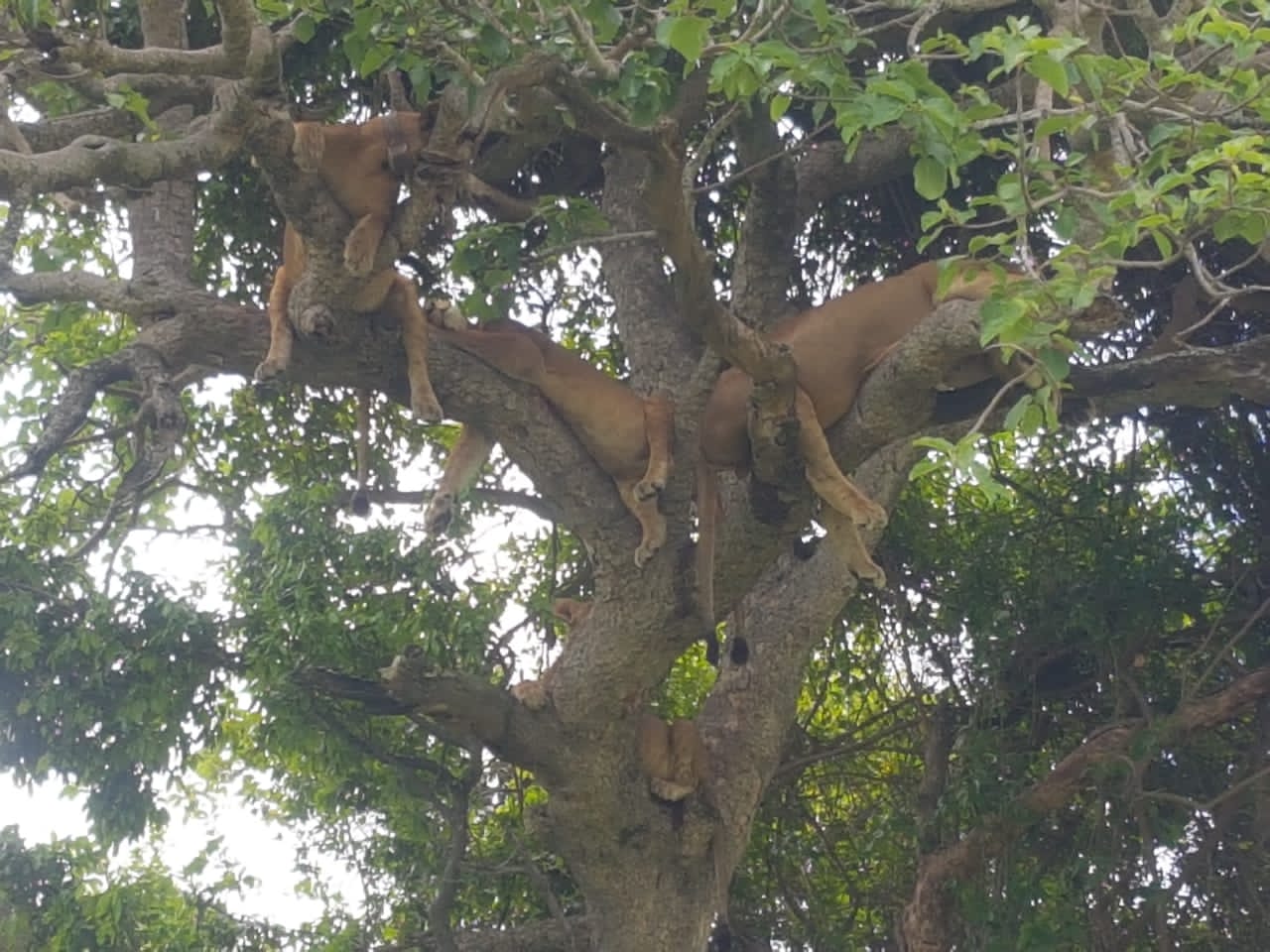 14 ДНЕЙ — САФАРИ В ЖЕМЧУЖИНЕ АФРИКИ (13/19)