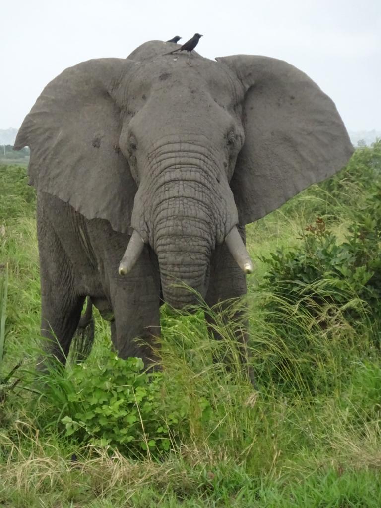 14 ДНЕЙ — САФАРИ В ЖЕМЧУЖИНЕ АФРИКИ (7/19)