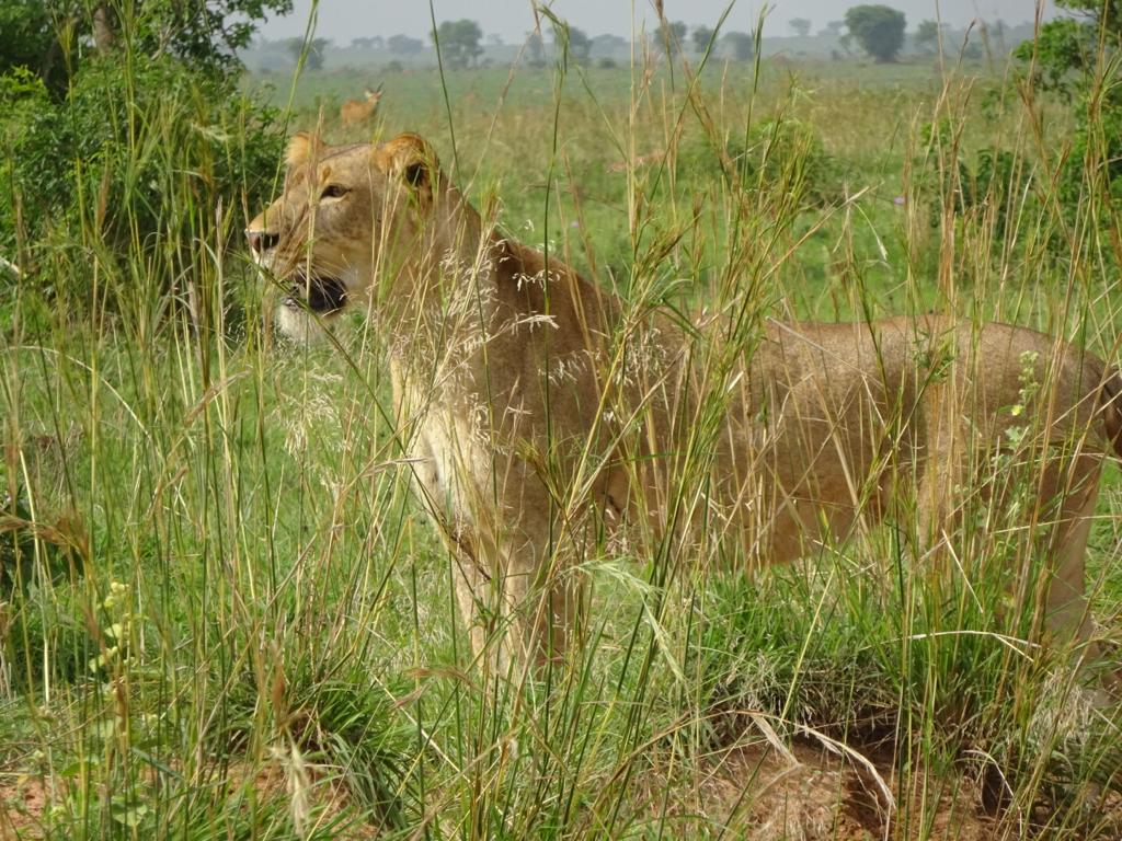 14 ДНЕЙ — САФАРИ В ЖЕМЧУЖИНЕ АФРИКИ (10/19)