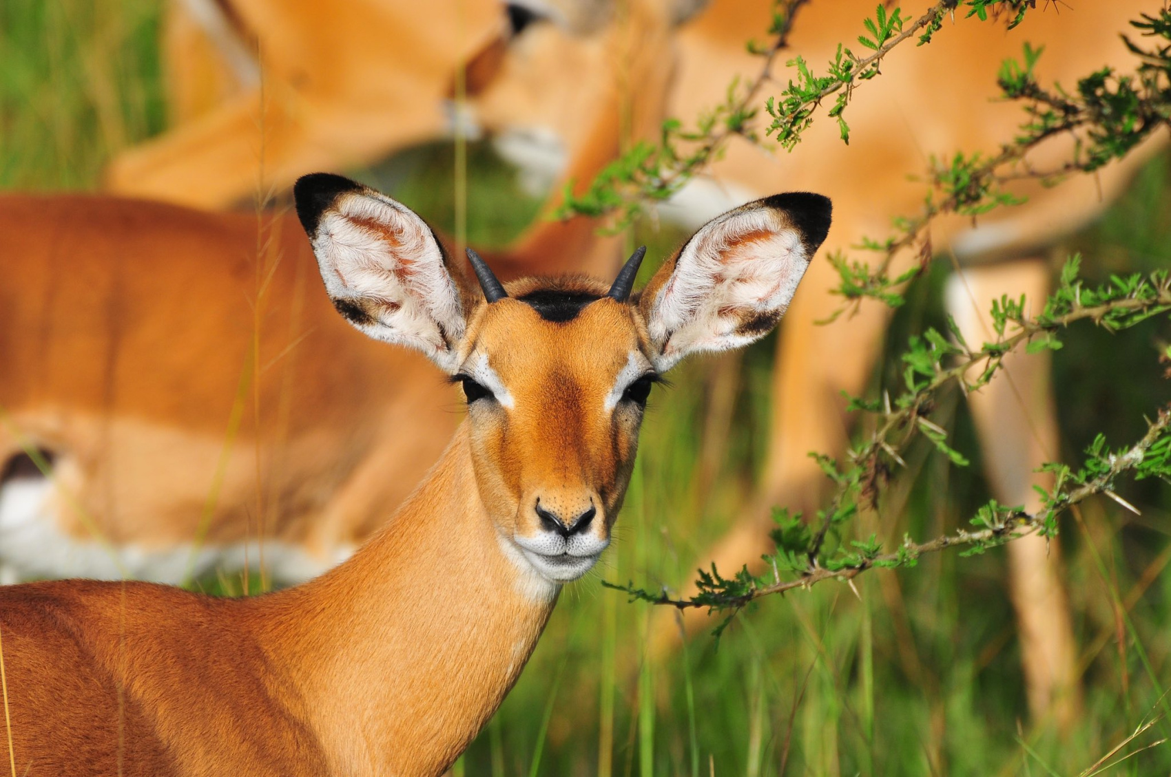 3-ДНЕВНОЕ САФАРИ НА ВОДОПАД МЕРЧИСОН (6/10)