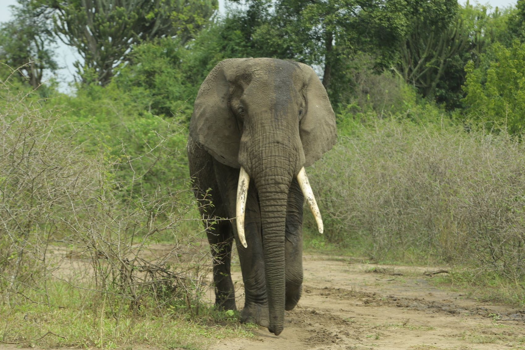 3-ДНЕВНОЕ САФАРИ НА ВОДОПАД МЕРЧИСОН (3/10)