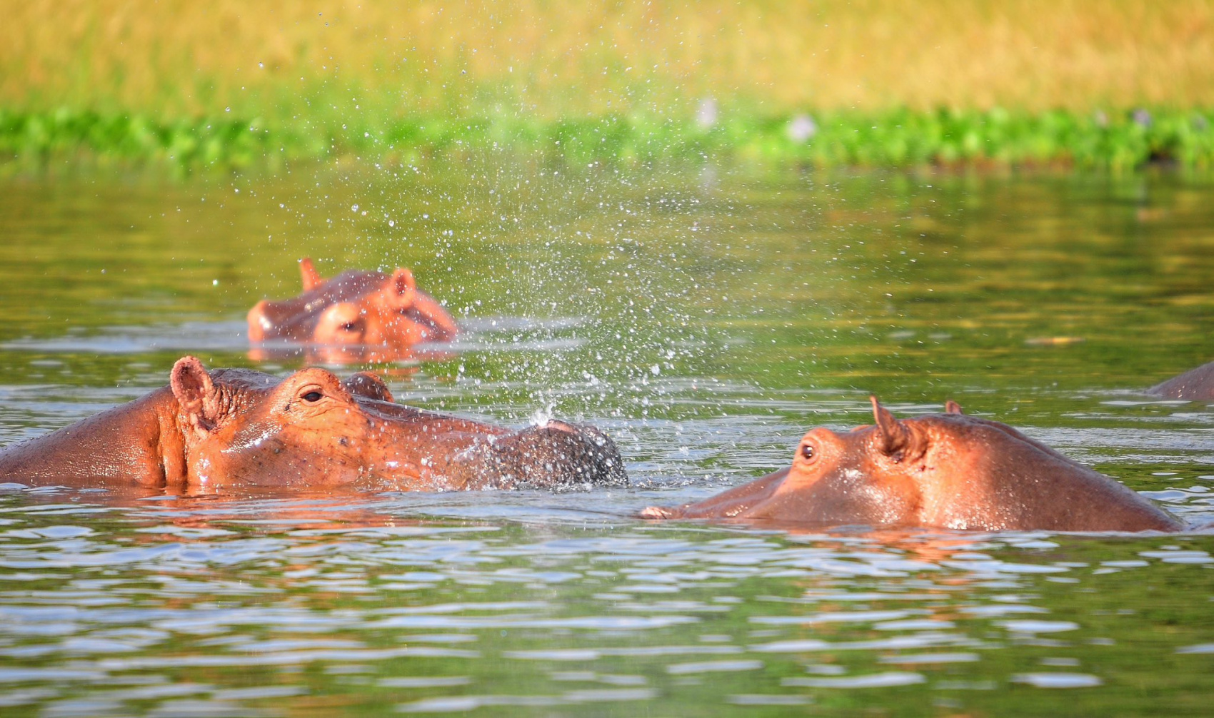 3-ДНЕВНОЕ САФАРИ НА ВОДОПАД МЕРЧИСОН (4/10)