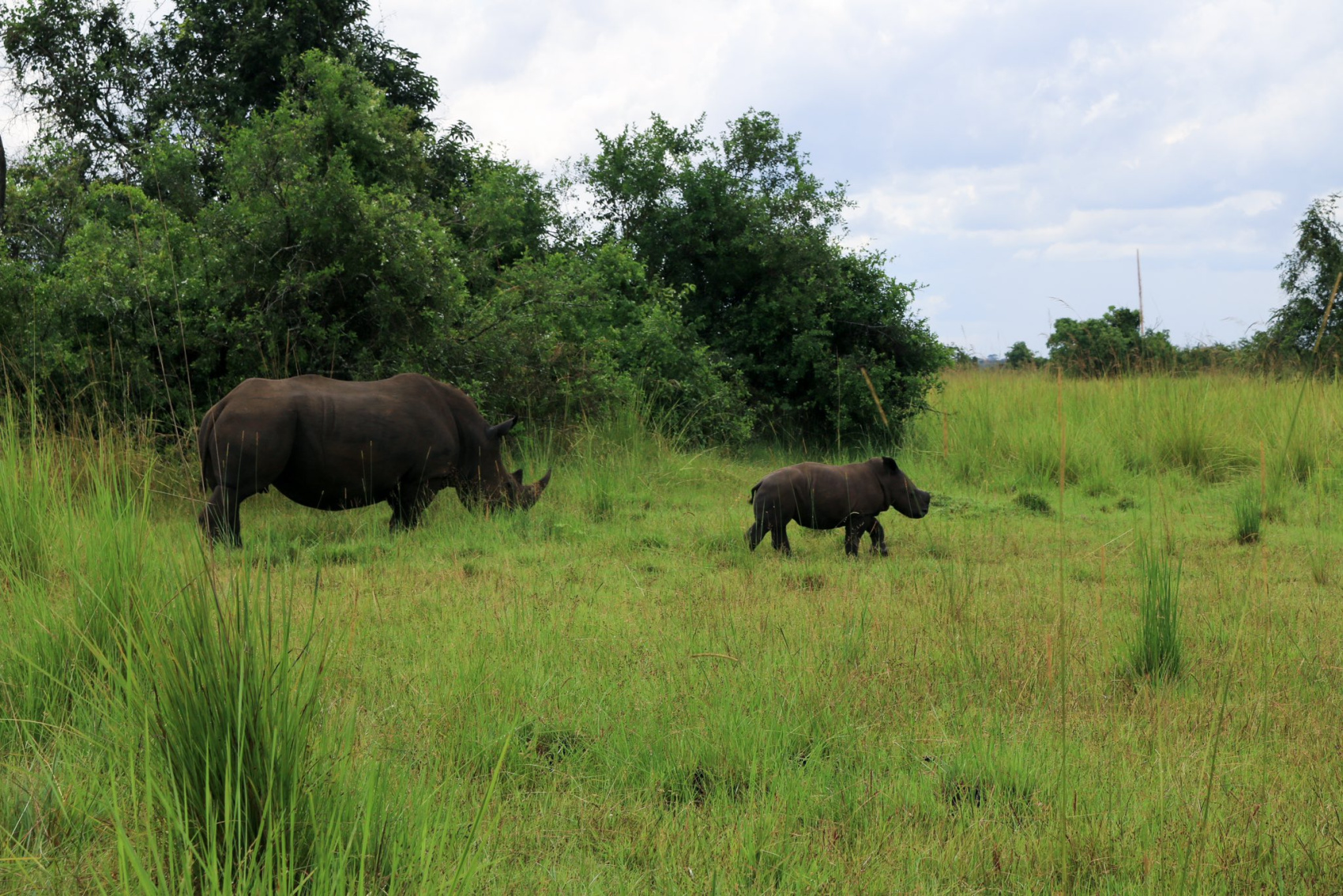 3-ДНЕВНОЕ САФАРИ НА ВОДОПАД МЕРЧИСОН (9/10)