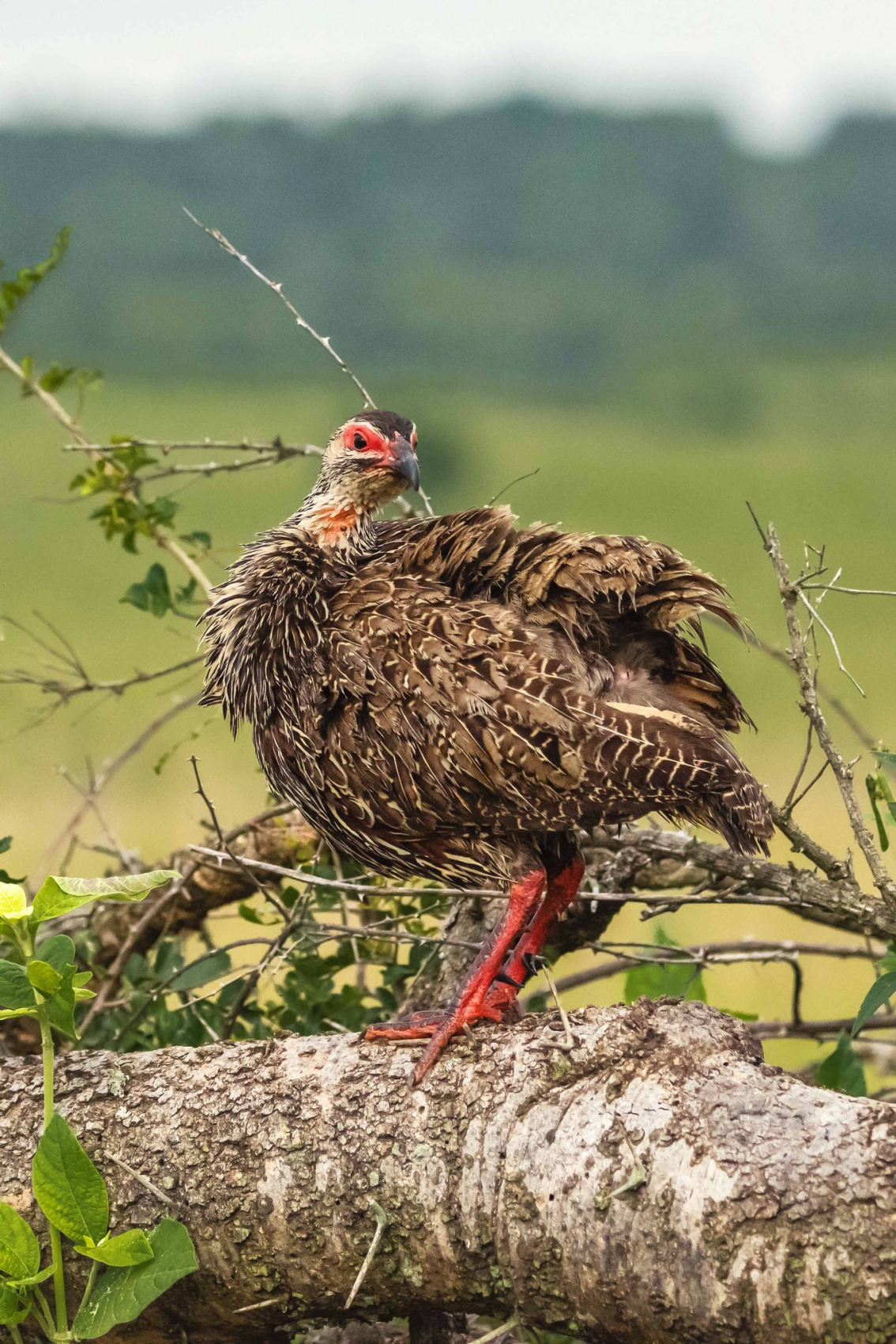 3-ДНЕВНОЕ САФАРИ НА ВОДОПАД МЕРЧИСОН (10/10)