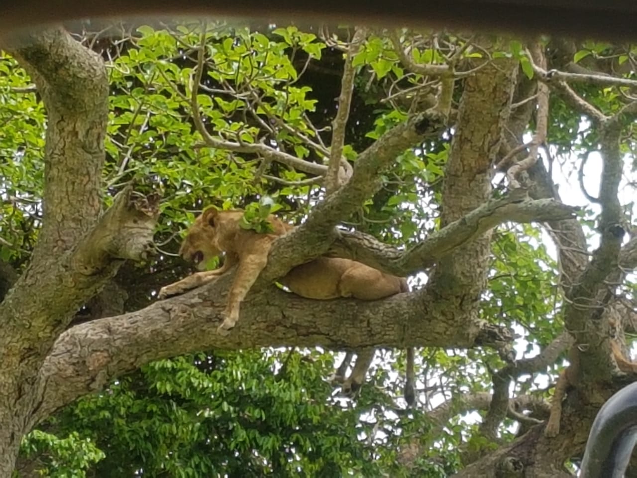 3-ДНЕВНОЕ САФАРИ КОРОЛЕВЫ ЕЛИЗАВЕ (5/7)