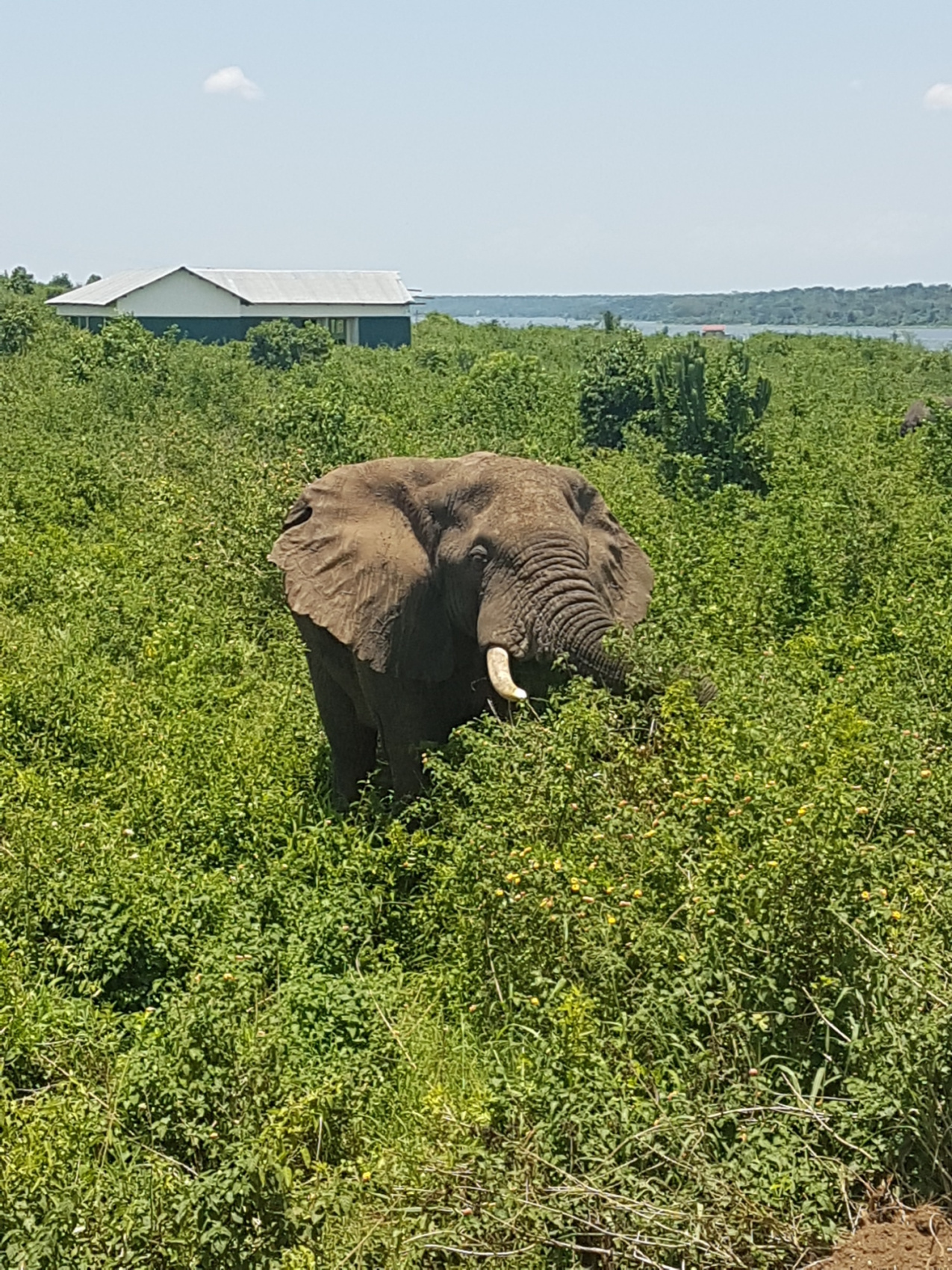 3-ДНЕВНОЕ РОСКОШНОЕ САФАРИ КОРОЛЕВЫ ЕЛИЗАВЕ (9/10)
