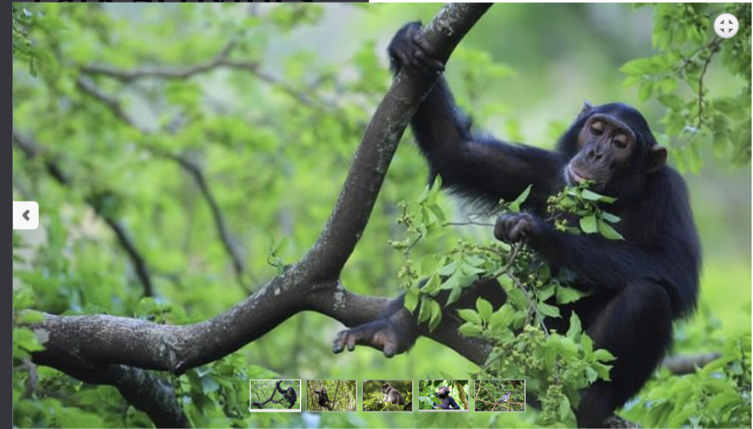 3-ДНЕВНОЕ СПЕЦИАЛЬНОЕ ПРЕДЛОЖЕНИЕ С ШИМПАНЗЕ (2/9)