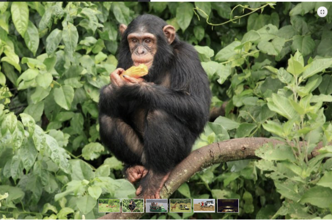 3-ДНЕВНОЕ СПЕЦИАЛЬНОЕ ПРЕДЛОЖЕНИЕ С ШИМПАНЗЕ (3/9)