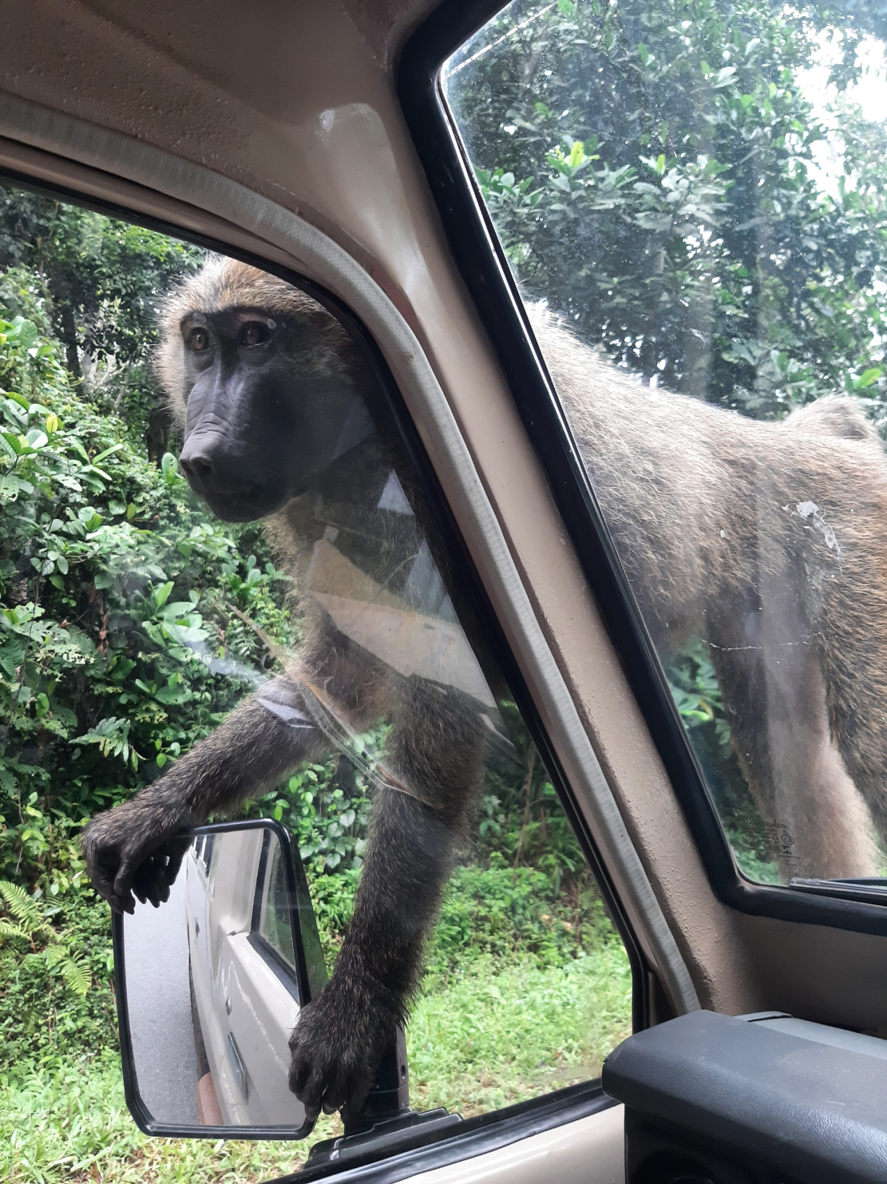 3-ДНЕВНОЕ СПЕЦИАЛЬНОЕ ПРЕДЛОЖЕНИЕ С ШИМПАНЗЕ (6/9)