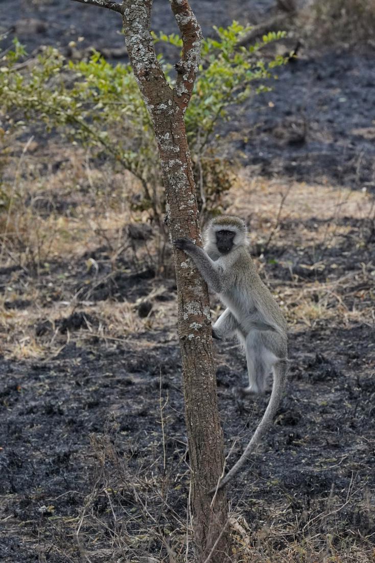 РОСКОШНОЕ ПРЕДЛОЖЕНИЕ НА 3 ДНЯ С ШИМПАНЗЕ (7/7)