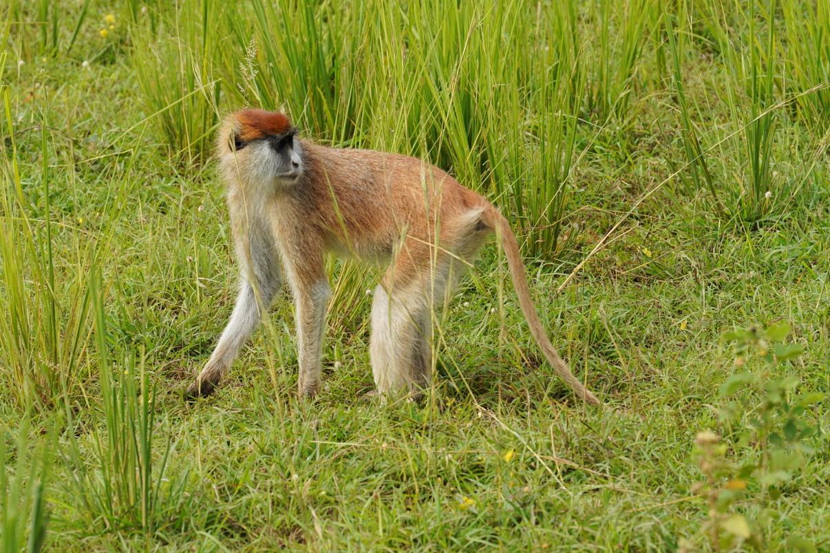 РОСКОШНОЕ ПРЕДЛОЖЕНИЕ НА 3 ДНЯ С ШИМПАНЗЕ (5/7)