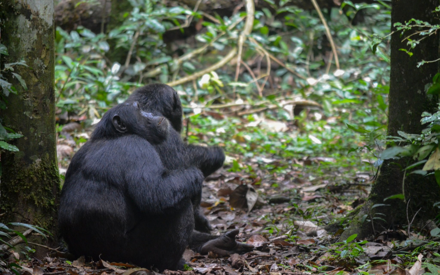 ПАКЕТ «ГОРИЛЛЫ И ШИМПАНЗЕ» НА 5 ДНЕЙ (2/12)