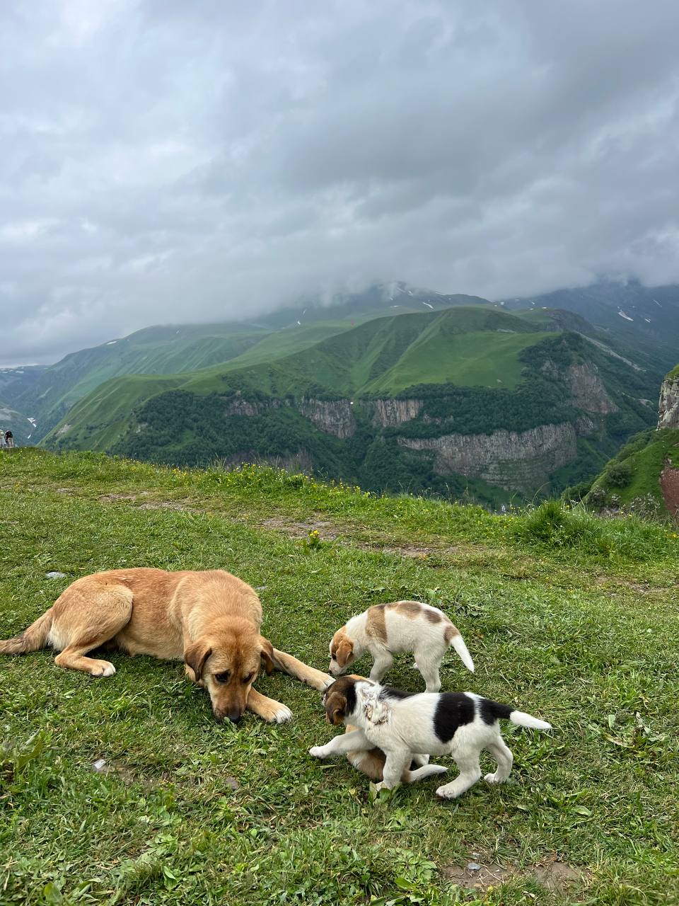 Грузия - веселый молодежный и комфортный тур (винодельни, мастер-класс, горы и море) (77/151)