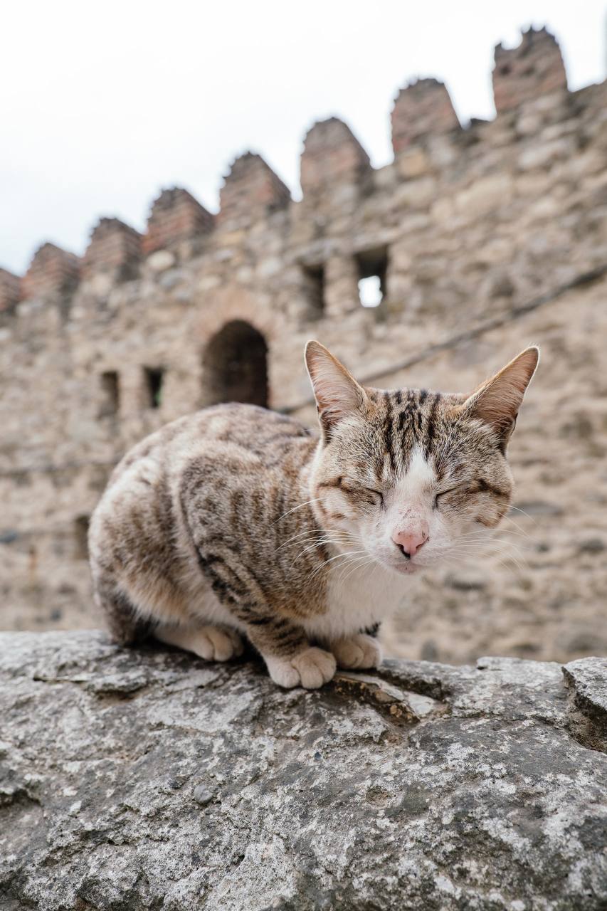 Грузия - веселый молодежный и комфортный тур (винодельни, мастер-класс, горы и море) (86/151)