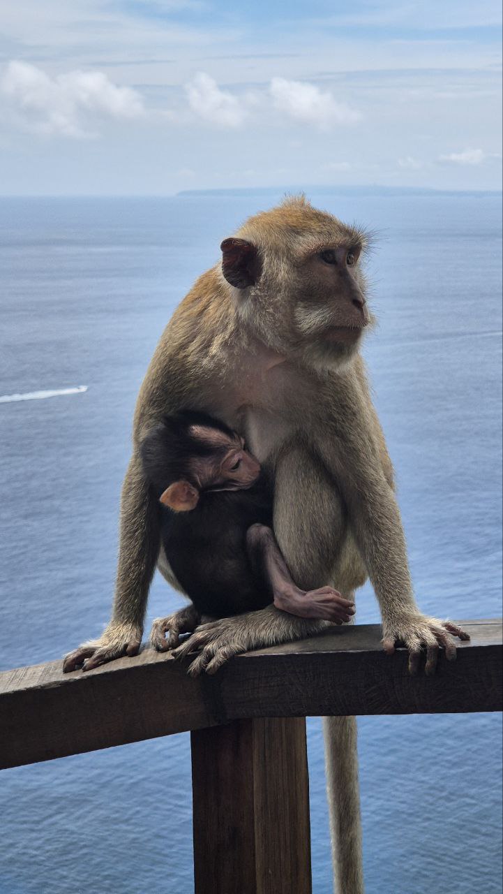 Бали. Насыщенное путешествие! Нуса Пенида, вулкан на Яве (39/79)