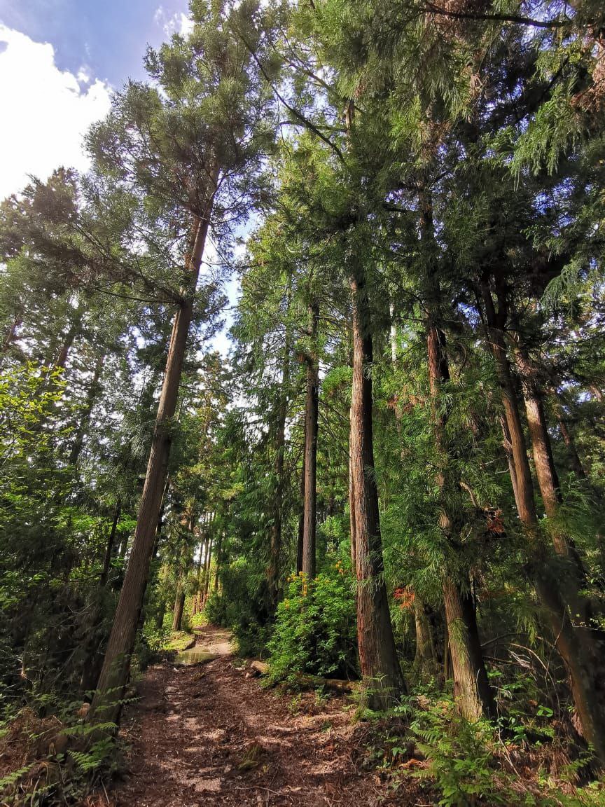 Абхазия - страна души. Комфорт-тур (16/43)